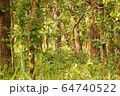 Beautiful sunlit jungle of Shuklaphanta National Park, Nepal 64740522