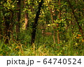 Spotted deer in the Jungle of  Shuklaphanta National Park, Nepal 64740524