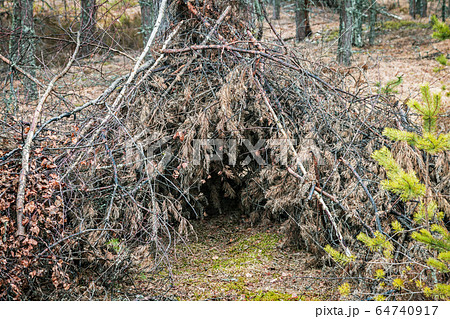 shelter made from tree branches in a pine forest 64740917