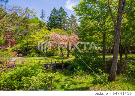 新緑鮮やかな蔦温泉 64741419