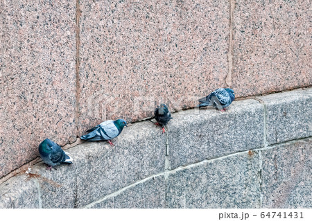 Pigeons on the ledge. 64741431