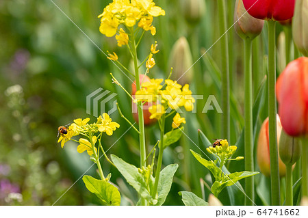 満開のチューリップの花　千葉県袖ケ浦市　日本 64741662