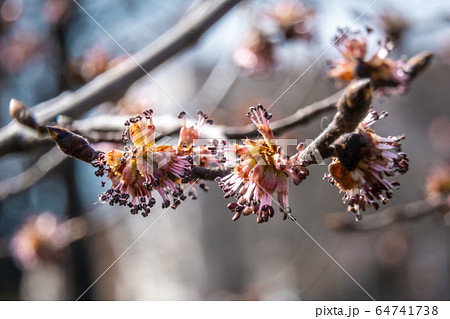 Russia. Saint-Petersburg. Swollen buds, first leaves and flowers in city parks and squares during the spring awakening. Russia. Saint-Petersburg. Swollen buds, first leaves and flowers in city parks and squares during the spring awakening. 64741738
