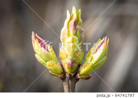 Russia. Saint-Petersburg. Swollen buds, first leaves and flowers in city parks and squares during the spring awakening. Russia. Saint-Petersburg. Swollen buds, first leaves and flowers in city parks and squares during the spring awakening. 64741797