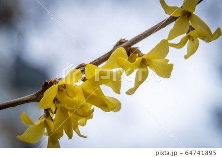Russia. Saint-Petersburg. Swollen buds, first leaves and flowers in city parks and squares during the spring awakening. 64741895