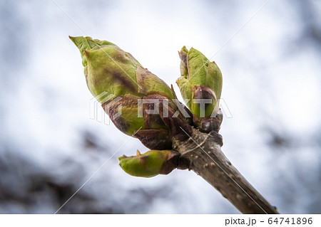 Russia. Saint-Petersburg. Swollen buds, first leaves and flowers in city parks and squares during the spring awakening. 64741896