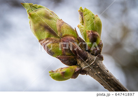 Russia. Saint-Petersburg. Swollen buds, first leaves and flowers in city parks and squares during the spring awakening. 64741897
