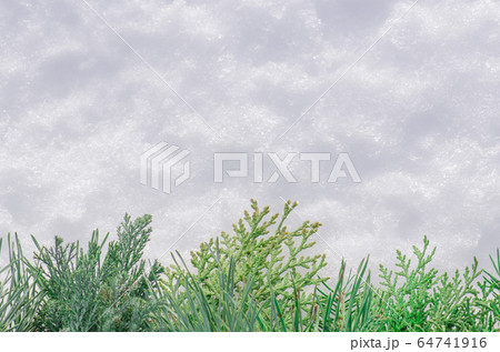Pine tree branch on the background of natural 64741916