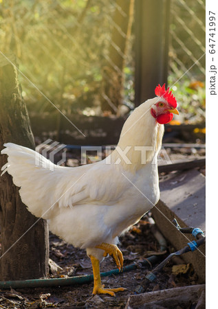 White hen free range. Hen posing to camera in 64741997
