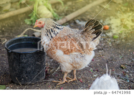 White chickens eating food in farm 64741998