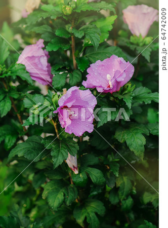 Colorful pink hibiscus flowering. Rose hibiscus Colorful pink hibiscus flowering. Rose hibiscus 64742009