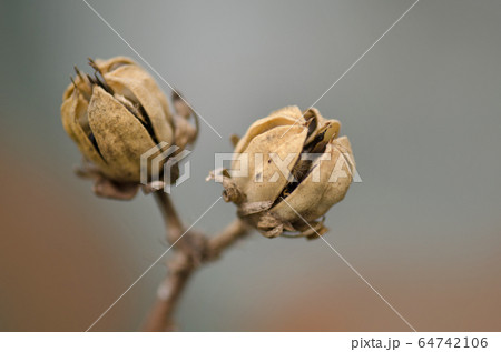 Brown seed pods on Hibiscus plant. Hibiscus flower Brown seed pods on Hibiscus plant. Hibiscus flower 64742106