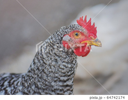 Pockmarked rooster bird close up 64742174