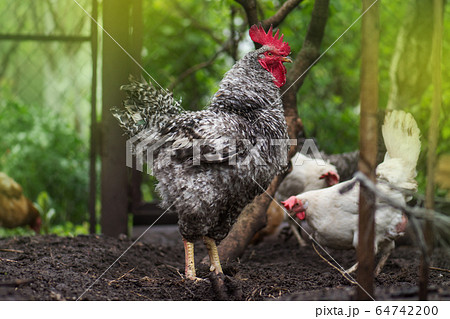 View of rooster. Rooster with red comb 64742200