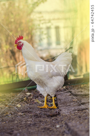 White hen on farm. Outdoor portrait of hen White hen on farm. Outdoor portrait of hen 64742455