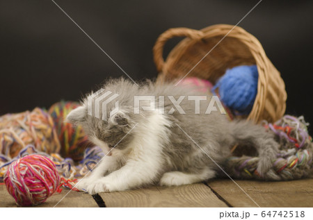 Portrait of cute grey pretty kitten. Funny kitten Portrait of cute grey pretty kitten. Funny kitten 64742518