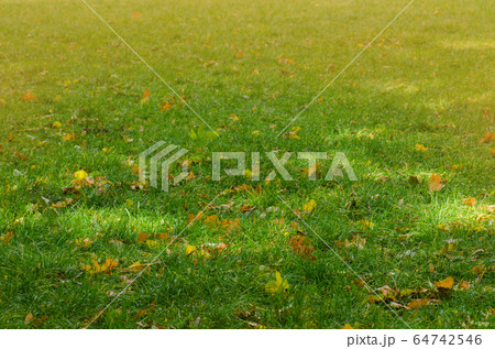 Autumn background texture. Fall leaves in green 64742546