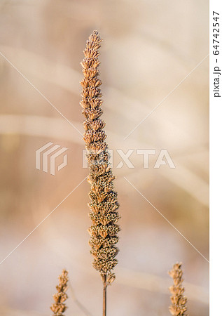 Agastache foeniculum seeds Agastache foeniculum seeds 64742547