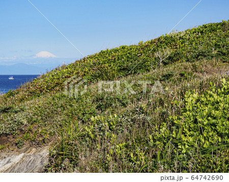 黒崎の鼻（春） 64742690