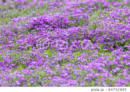 満開のサクラソウの花　千葉県袖ケ浦市　日本 64742895