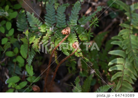 シダの新芽 シダの新芽 64743089