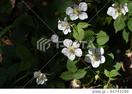 野イチゴの花 64743280