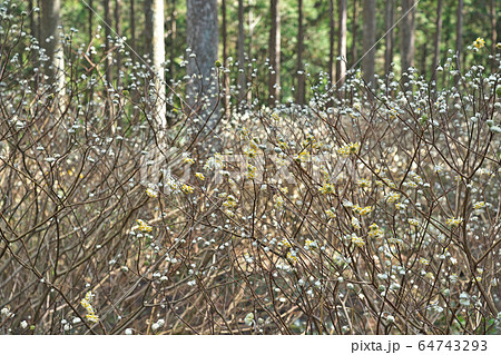 【ミツマタ群生地】 三重県津市美杉町石名原 64743293
