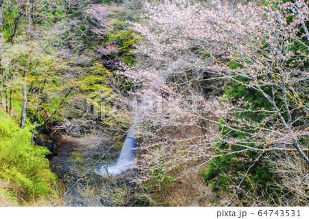 桜と不動滝 64743531