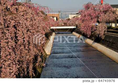 河畔の桜並木 河畔の桜並木 64743976