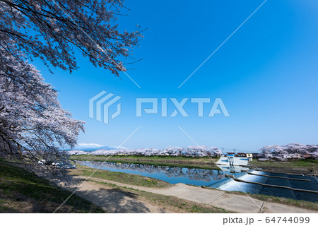 早朝で青空の白石川堤一目千本桜 大河原 早朝で青空の白石川堤一目千本桜 大河原 64744099