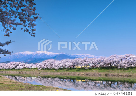 早朝で青空の白石川堤一目千本桜 大河原 64744101