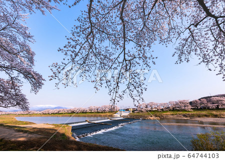 早朝で青空の白石川堤一目千本桜 大河原 64744103