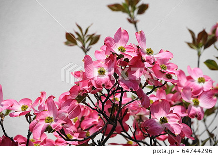 4月　ｱﾒﾘｶﾊﾅﾐｽﾞｷ･ﾐｽﾞｷ科116白ﾊﾞｯｸ 64744296