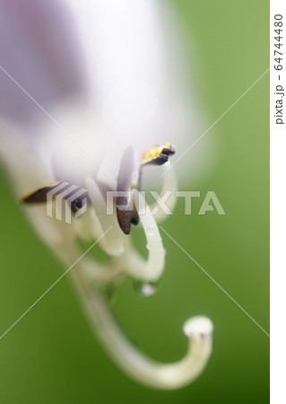 鳥取 四季の散歩 夏 花 ギボウシ 鳥取 四季の散歩 夏 花 ギボウシ 64744480