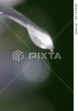 鳥取　四季の散歩　夏　花  ギボウシ 64744489