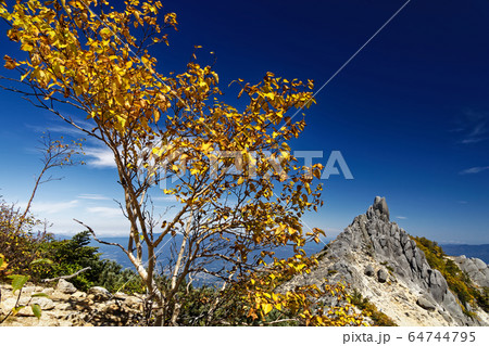 鳳凰三山・地蔵岳とダケカンバの黄葉 64744795