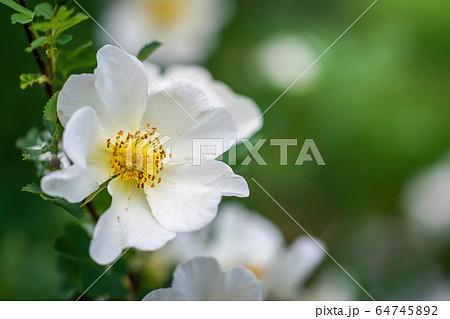 Blooming white rosehip spring 64745892
