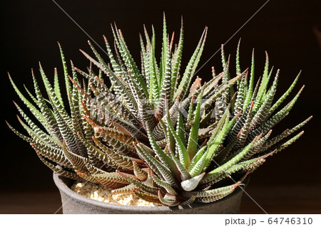 十二の巻／ハオルチア 64746310