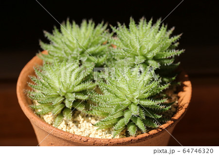 ヘルバセア・ボスフォンテン／ハオルチア 64746320