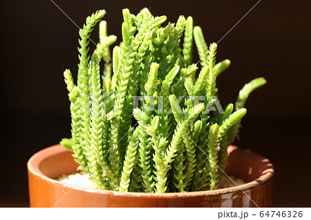 若緑/クラッスラ 若緑/クラッスラ 64746326