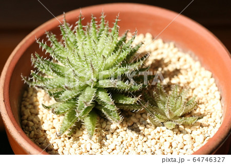 ヘルバセア・ボスフォンテン/ハオルチア ヘルバセア・ボスフォンテン/ハオルチア 64746327