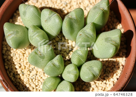 オペラローズ/コノフィツム オペラローズ/コノフィツム 64746328