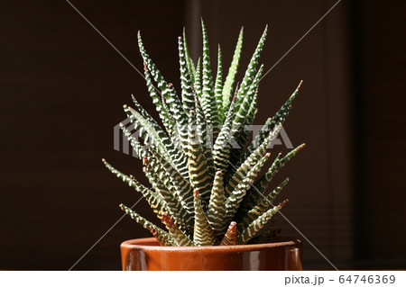 十二の巻／ハオルチア 64746369