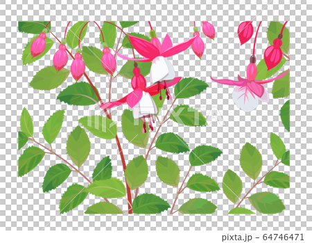 Fuchsia Fuchsia 64746471