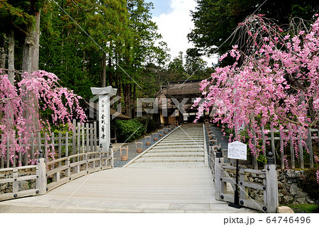 高野山金剛峯寺 桜咲く正門 高野山金剛峯寺 桜咲く正門 64746496