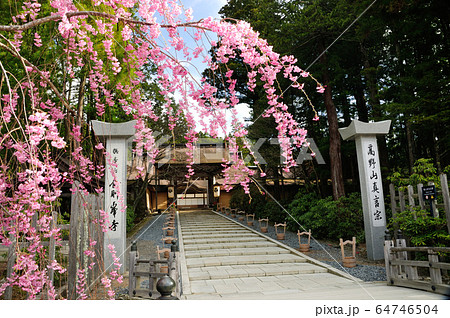 高野山金剛峯寺　桜咲く正門 64746504