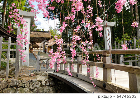 高野山金剛峯寺　桜咲く正門 64746505