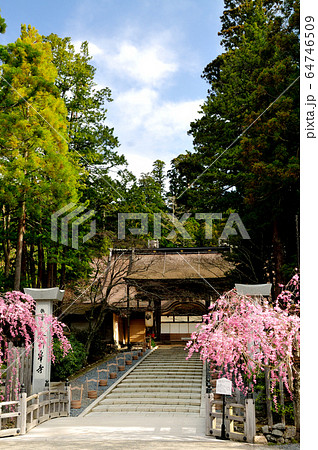 高野山金剛峯寺　桜咲く正門 64746509