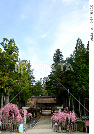 高野山金剛峯寺 桜咲く正門 高野山金剛峯寺 桜咲く正門 64746510