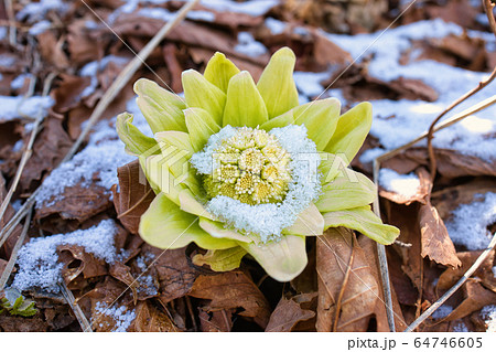 ふきのとう ふきのとう 64746605